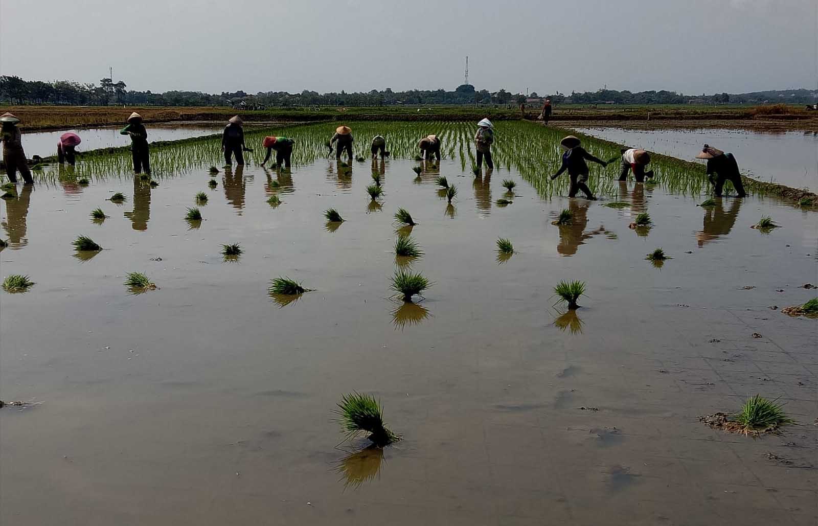 Tidak Menjanjikan, Anak Muda Di Majalengka Tak Mau Jadi Petani – Kacenews